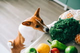Hunde vegan ernähren Mit 10 Tipps den Hund optimal versorgen